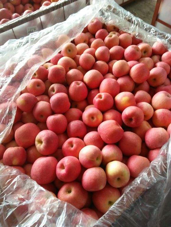 2500立方米冷庫 2500立方米冷庫