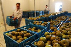 5000噸水果冷庫建造工程造價多少