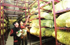 新建1000噸蔬菜冷庫設(shè)計大概多少錢？