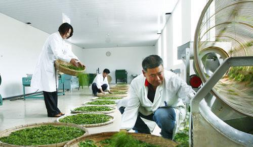 茶葉冷庫儲存 茶葉冷庫儲存