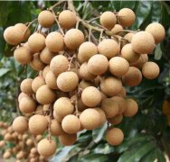 龍眼保鮮庫(kù)-上海開(kāi)冉