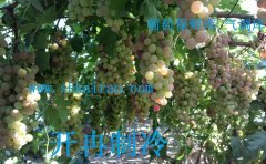 建造一個葡萄、獼猴桃、檸檬保鮮冷庫多少錢