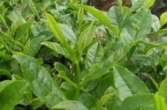 建設茶葉冷庫貯藏的主要優(yōu)點