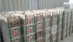 100噸荔枝保鮮冷庫多大面積，多少錢