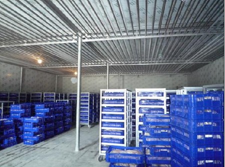 200噸葡萄保鮮庫(kù)建造,1000m3葡萄放冷庫(kù)可以放多久